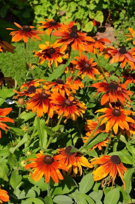 Rudbeckia hirta 'Cappucino' (3)